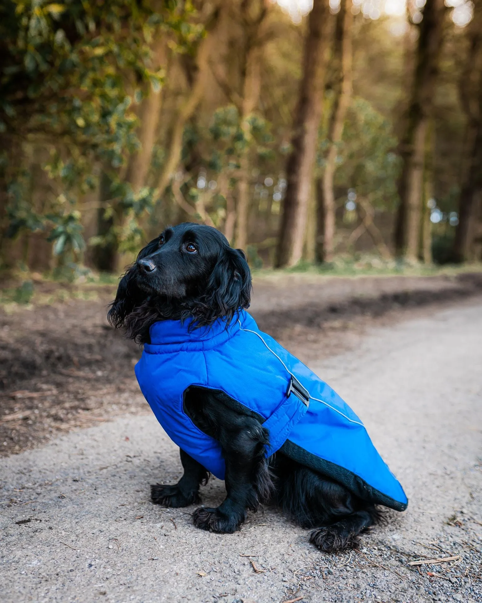 Sporty Dog Coats